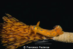 [:b:]Polycera elegans[:/b:] by Francesco Pacienza 